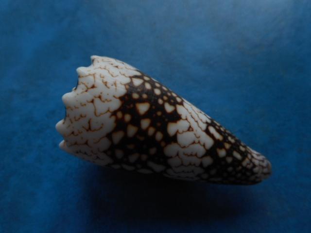Schelpen: Conus bandanus vidua Reeve gem 47,5mm, Verzamelen, Mineralen en Fossielen, Verzenden, Schelp(en)
