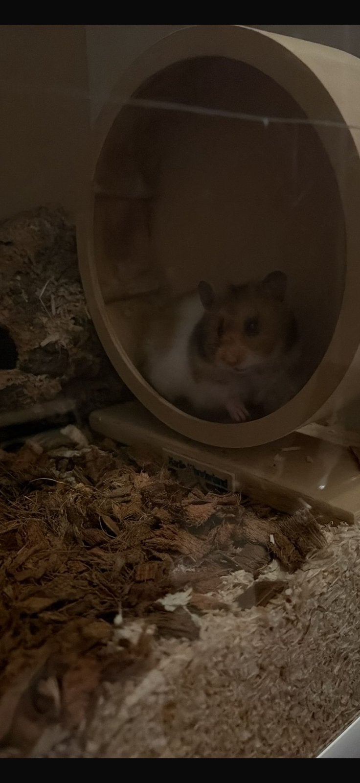 Goudhamster vrouw, Dieren en Toebehoren, Knaagdieren, Januari, Vrouwelijk, Hamster