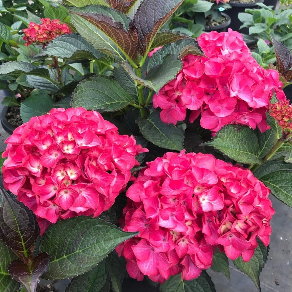 Hortensia rood, Ophalen, Overige soorten, Halfschaduw