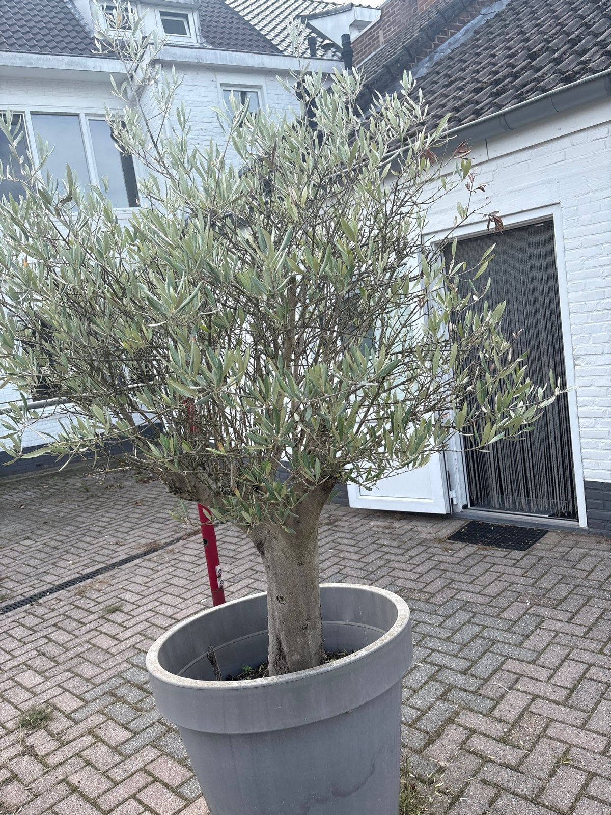 Grote Olijfboom in pot - hoogte 1.85cm dikke stam 45cm, Tuin en Terras, 100 tot 250 cm, Olijfboom, Zomer, Ophalen