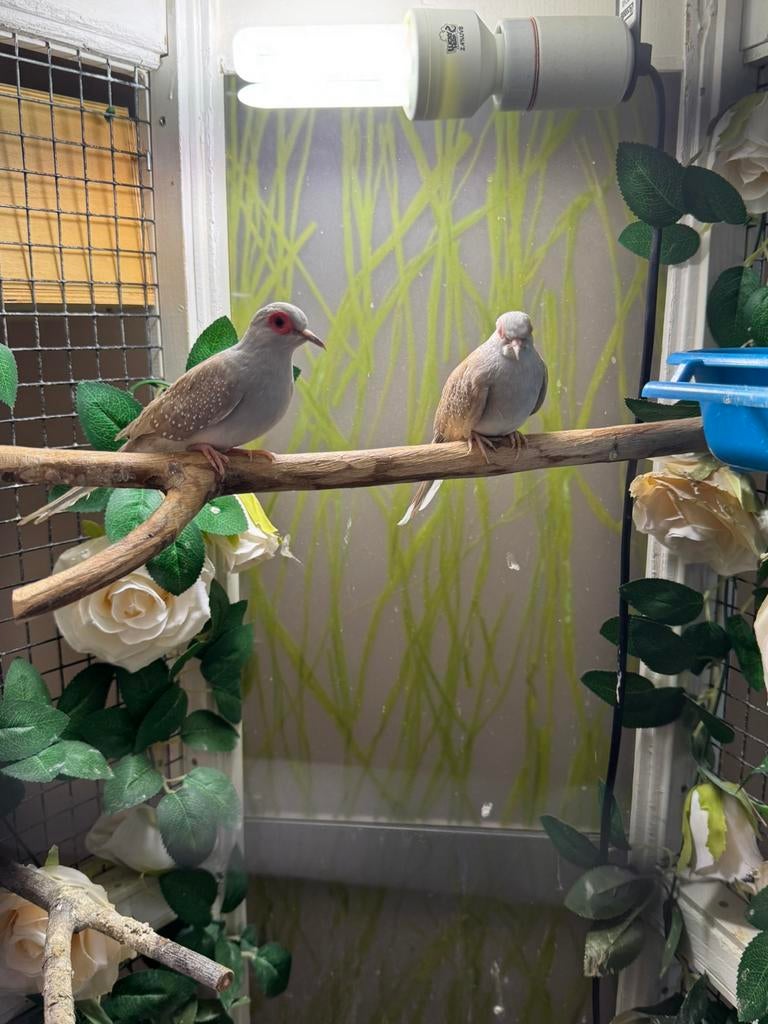 Koppeltje diamantduifjes 2 jaar, bewezen koppel, Dieren en Toebehoren, Meerdere dieren