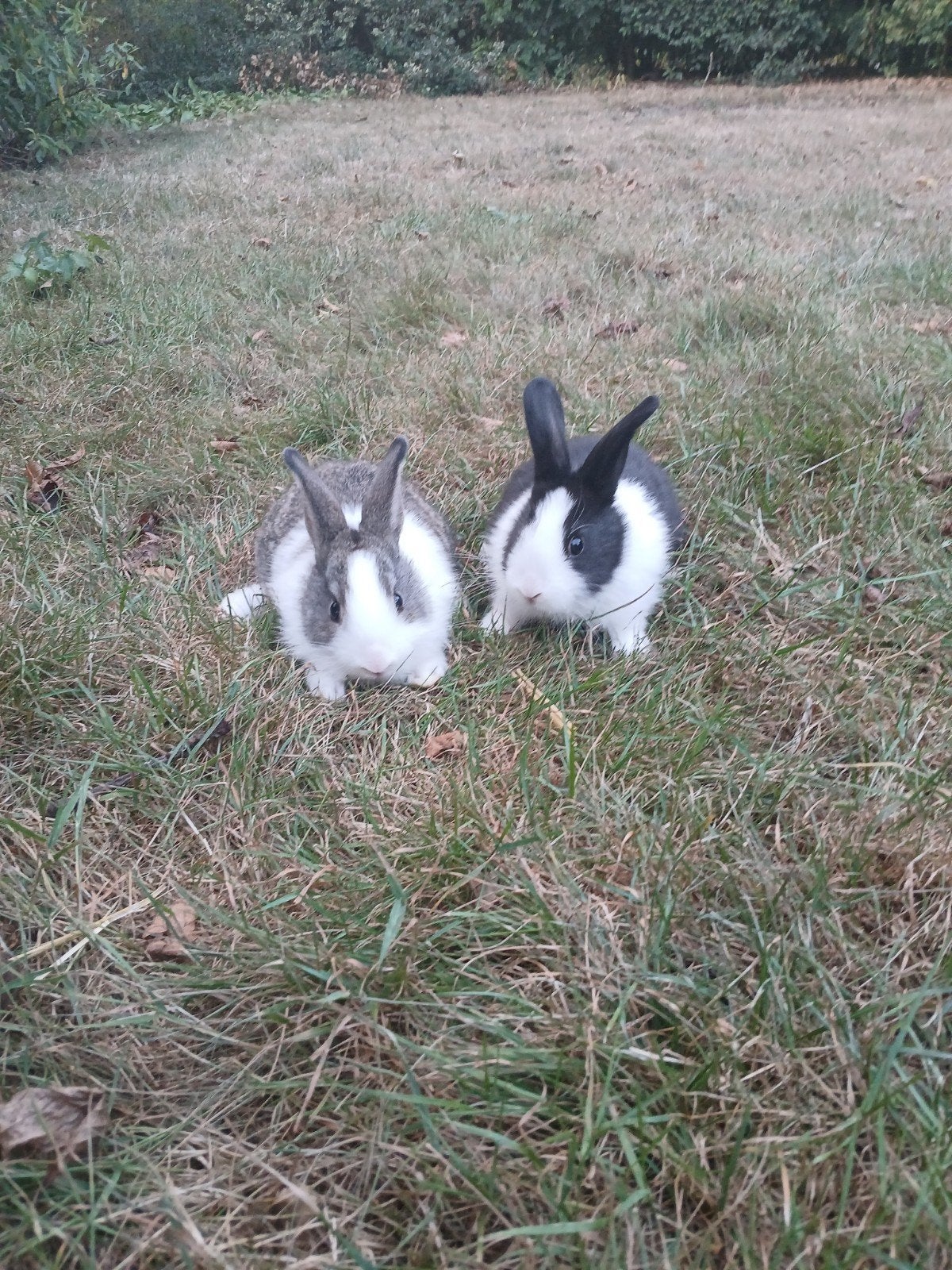 4 jonge Hollanders, Dieren en Toebehoren, Meerdere dieren, Middelgroot, 0 tot 2 jaar