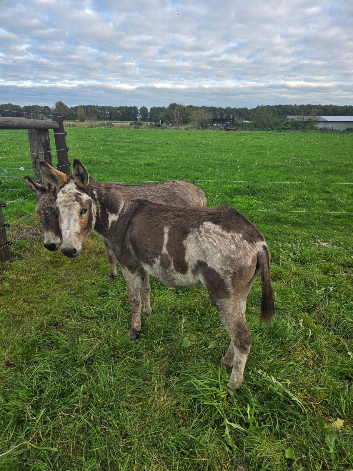 mooie bonte ezel merrie 4 jaar, Dieren en Toebehoren, Februari, Vrouwelijk
