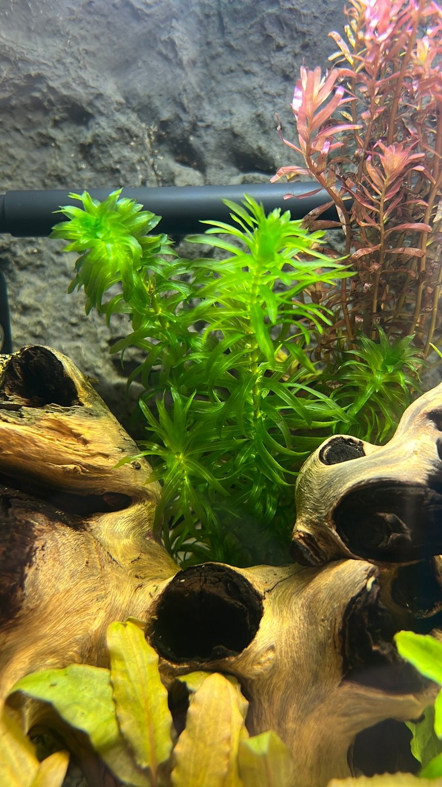 Stekjes brede waterpest aquarium/vijverplant, Ophalen, Nieuw