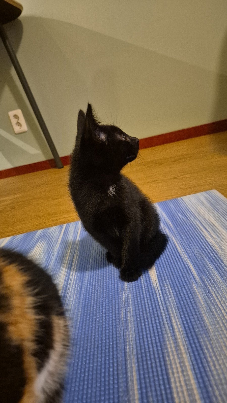 Lieve kitten, Dieren en Toebehoren, Kater