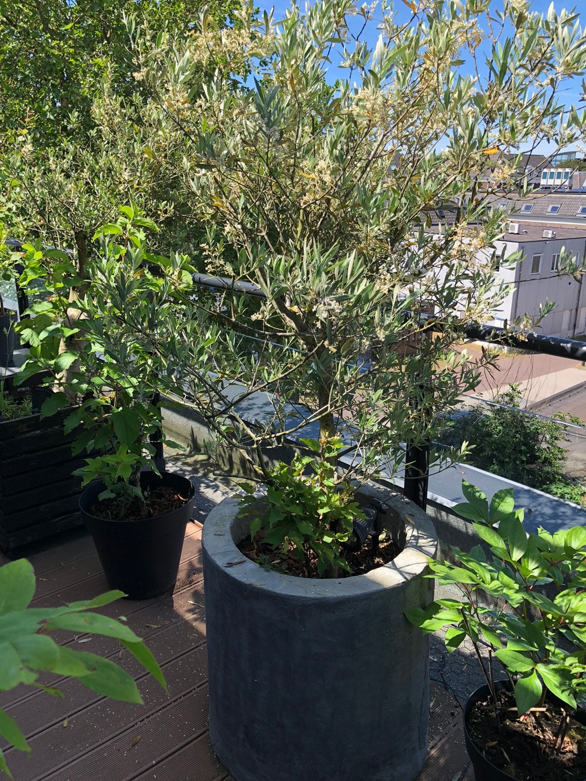 Olijfboom tuin  terras boom incl. Pot, Ophalen of Verzenden