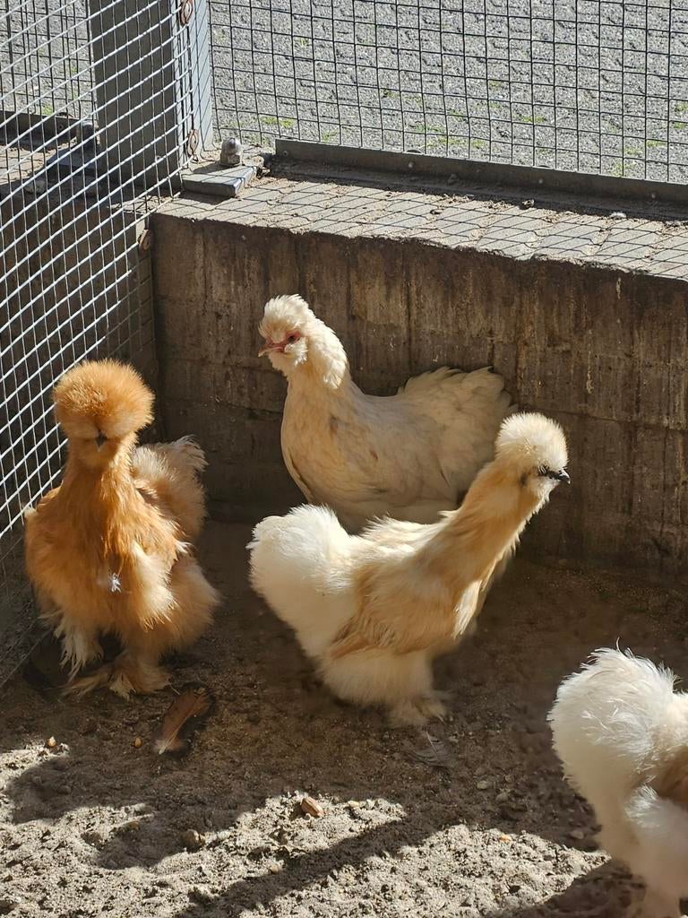 Broedeieren wyandotte en antwerpse baardkrielen, Dieren en Toebehoren, Vrouwelijk, Kip