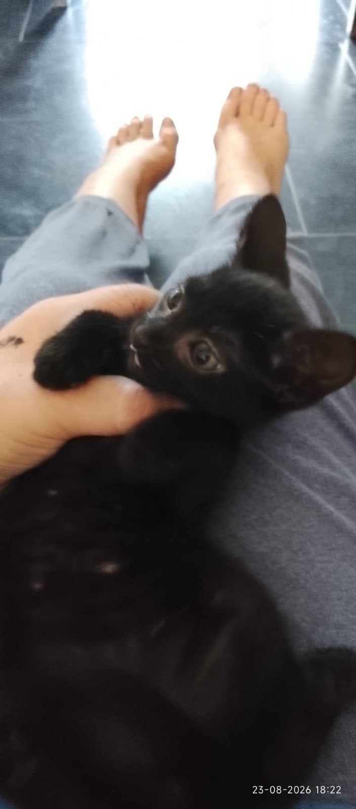 kitten, Dieren en Toebehoren, Meerdere dieren, Kortharig, 0 tot 2 jaar