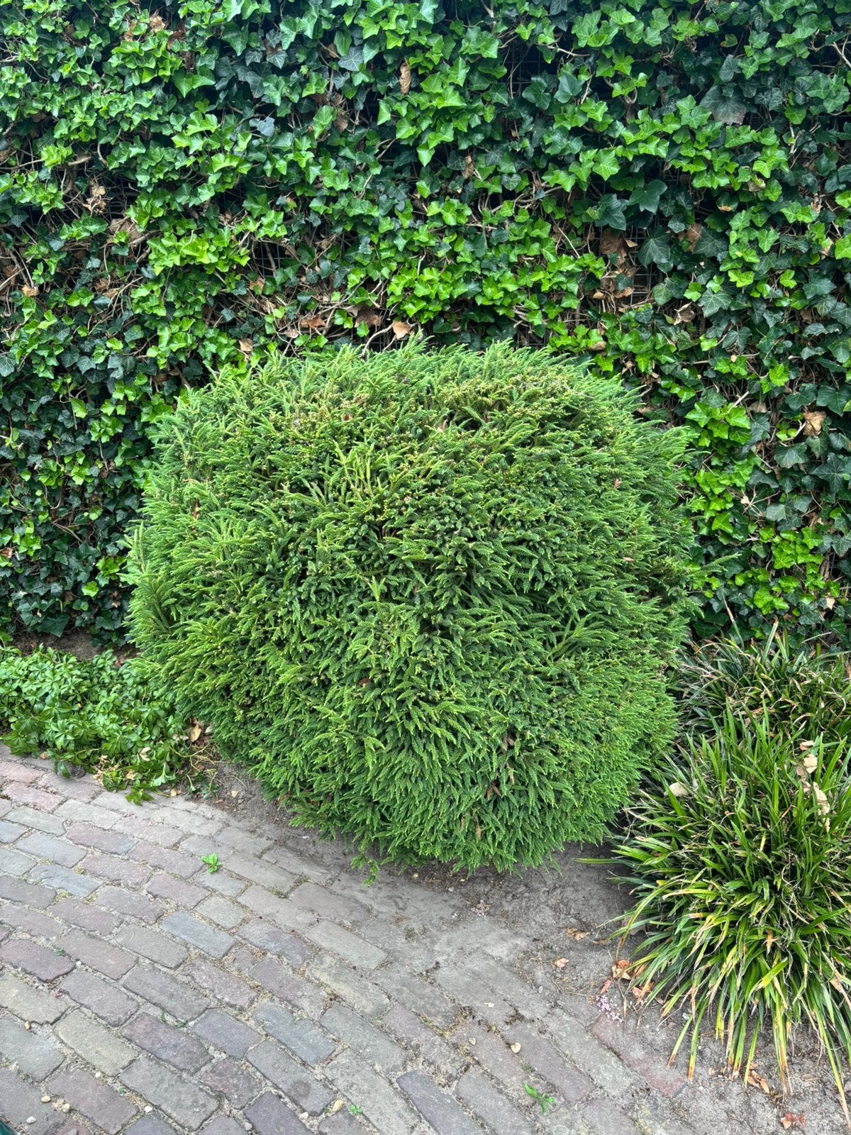 Cryptomeria Japonica (sikkelcipres) - japanse conifeer plant, Tuin en Terras, Ophalen, Conifeer, 100 tot 250 cm