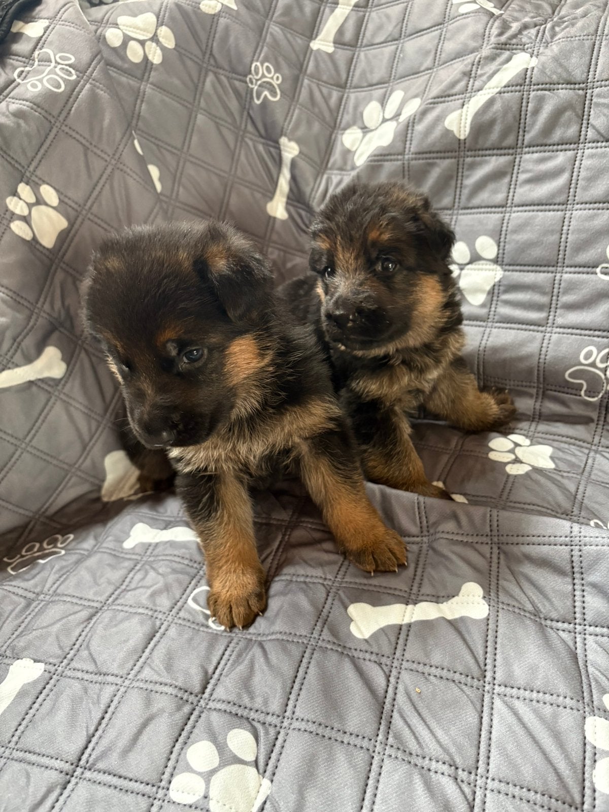 stamboom duitse herder pups HD en ED vrij Ook Vader aanwezig, Dieren en Toebehoren, Honden | Herdershonden en Veedrijvers, Parvo