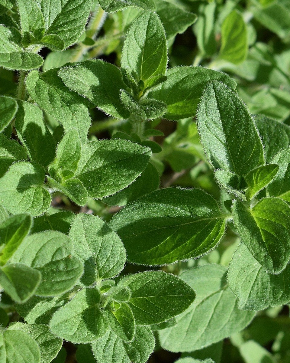 Uit de biologische moestuin: Oregano, zaden en plantjes, Ophalen of Verzenden, Gehele jaar, Volle zon, Zaad