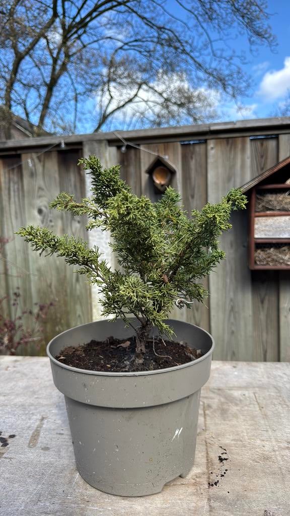 Juniper pre bonsai, Ophalen, Bloeit niet, Halfschaduw, Overige soorten