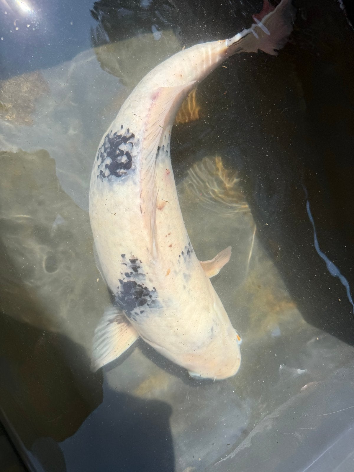 Shiro utsuri koi, Karper of Koi