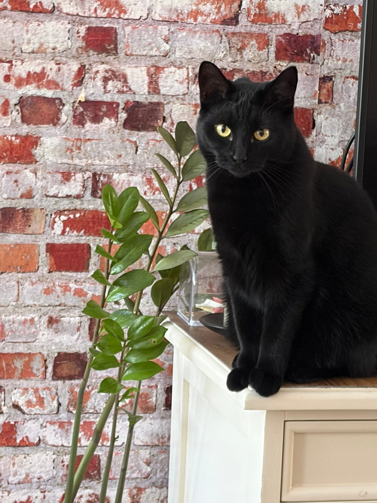Kattenoppas, Ophalen, Gebruikt