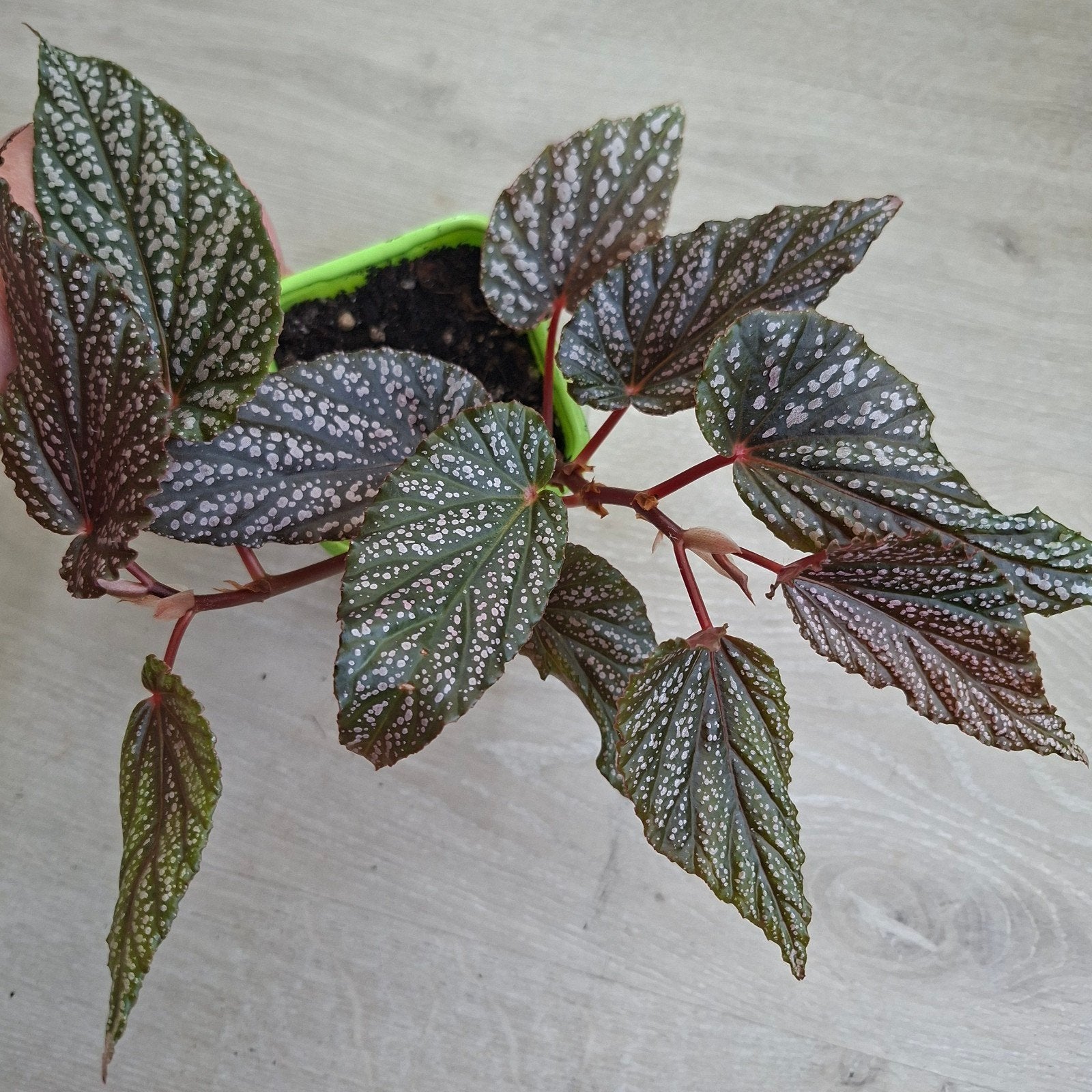 Begonia Benigo Pink spot plant, Ophalen of Verzenden, Halfschaduw, Minder dan 100 cm