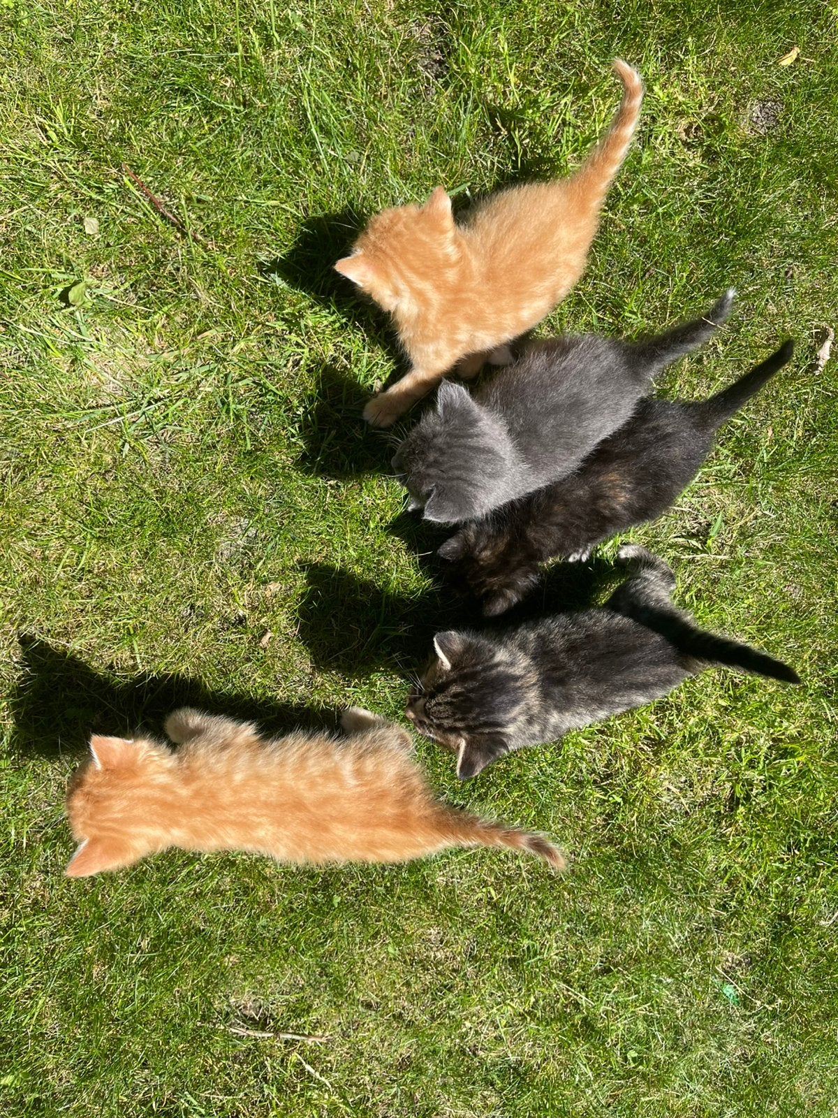 Kittens te koop - Kat, kittens, poes, kater, poesjes, Dieren en Toebehoren, Meerdere dieren, Kortharig, 0 tot 2 jaar