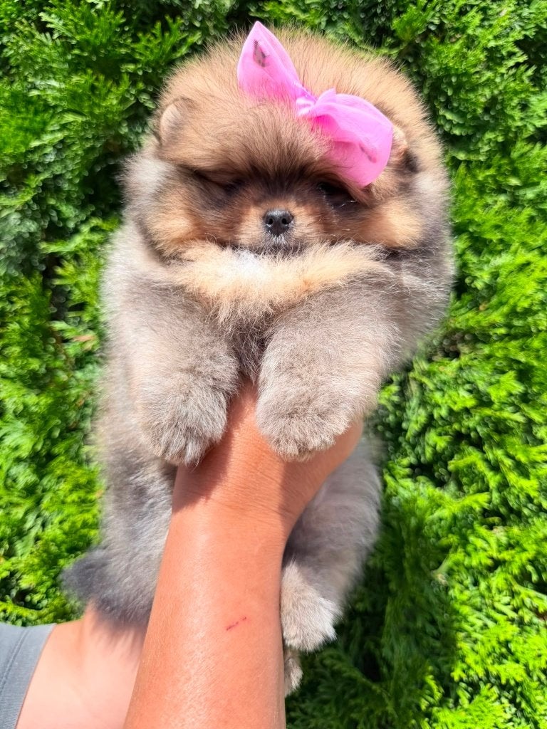 Pomeriaan pup teefje Orange Bear type – te reserveren, Nederland, Keeshond, 8 tot 15 weken, Teef