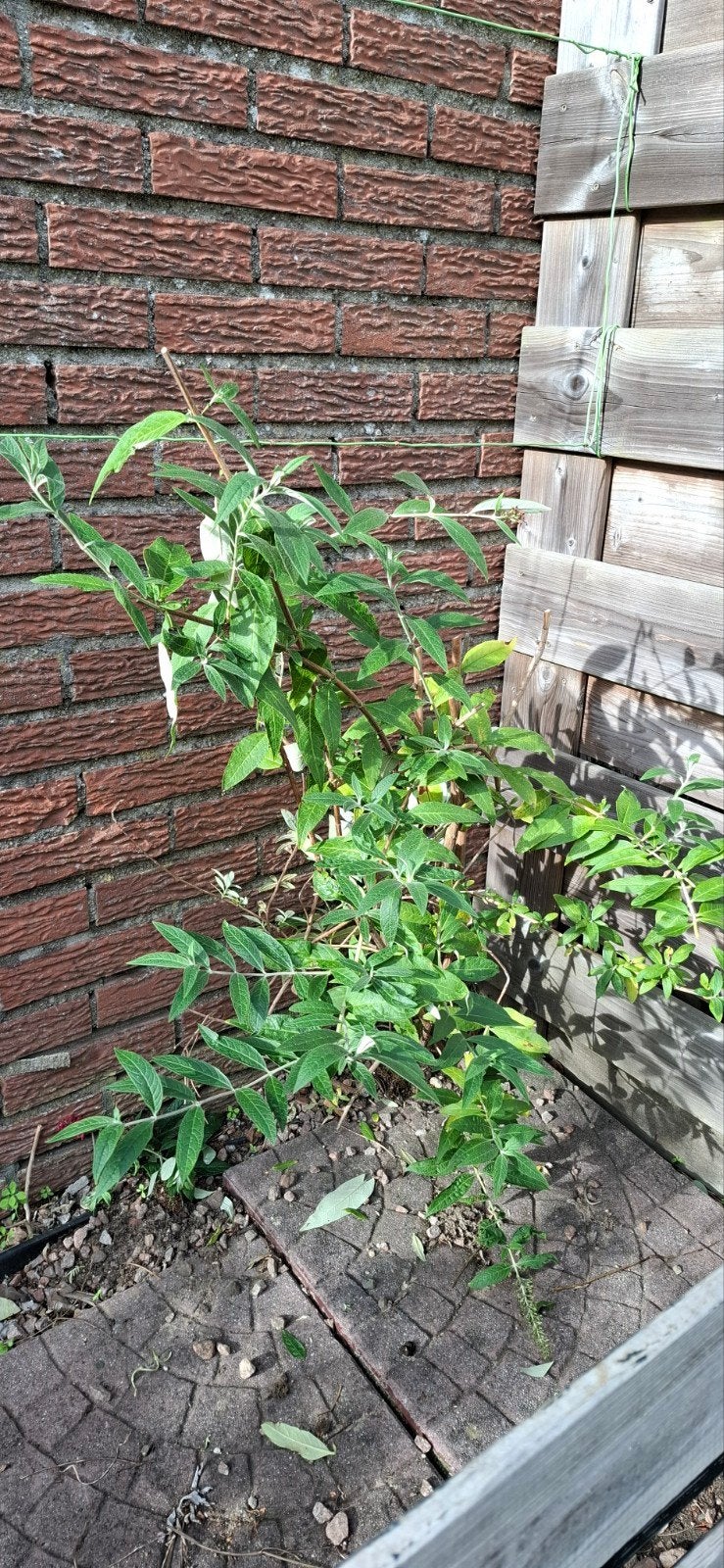 3 Grote Paarse Vlinderstruiken - Buddleja Davidii, Volle zon, Vaste plant, Zomer, Ophalen