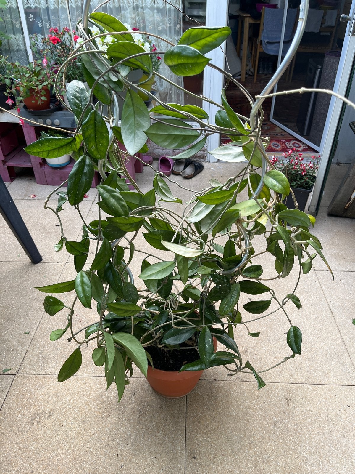 Grote bloeiende Hoya (Waxplant) - Prachtige bloemen!, 100 tot 150 cm, Overige soorten, In pot, Bloeiende kamerplant
