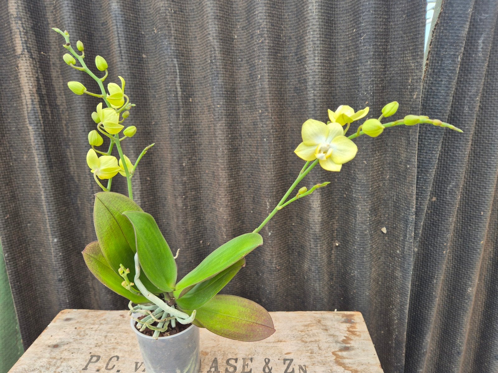 Orchidee Phalaenopsis SunnyShore p9, Ophalen of Verzenden, Halfschaduw, Minder dan 100 cm