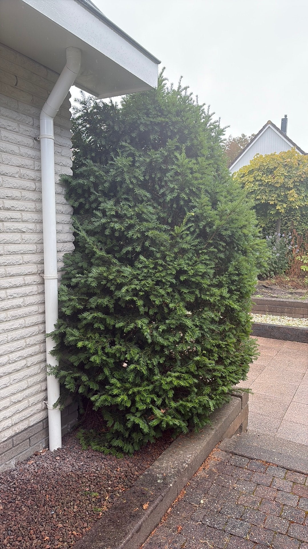 Taxus boom, Ophalen, Taxus, Struik