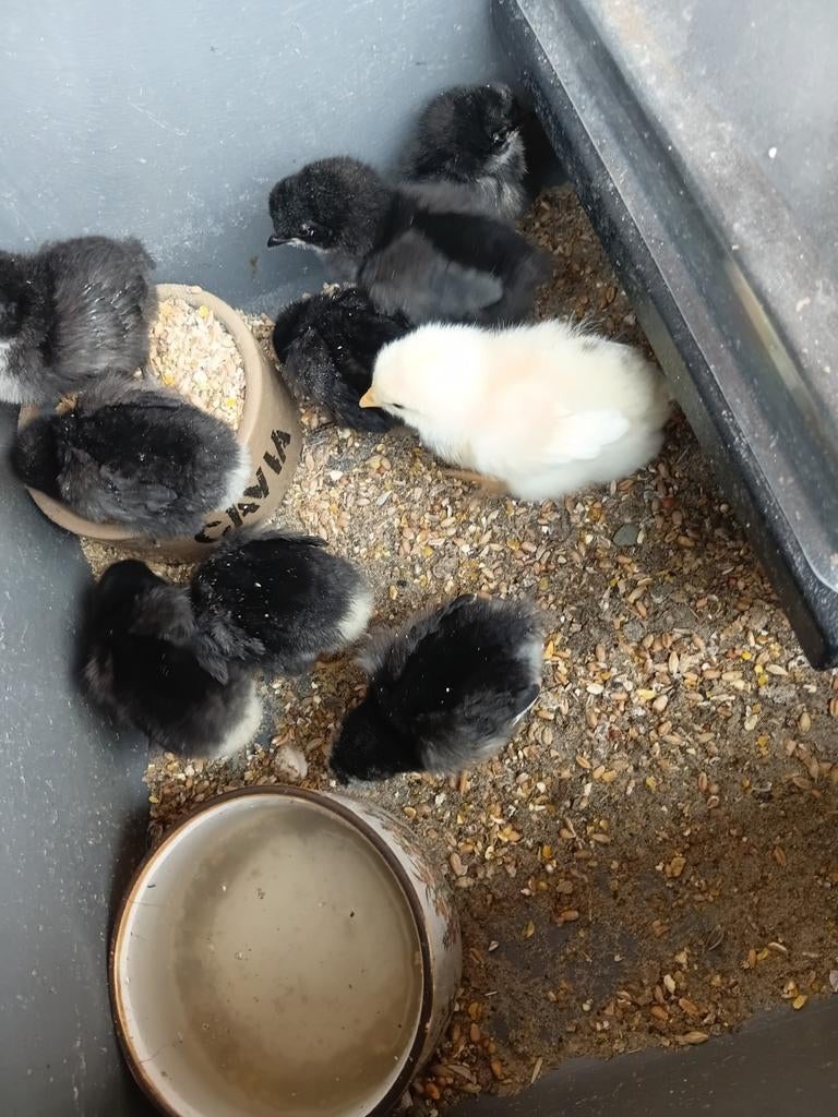 Pluimvee kuikens., Geslacht onbekend, Kip