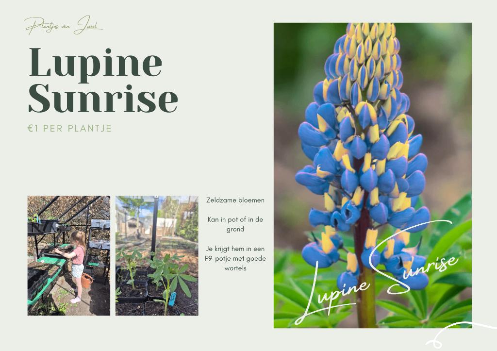 Lupine Sunrise Vaste plant, Tuin en Terras, Planten | Tuinplanten, Volle zon, Vaste plant, Zomer, Ophalen