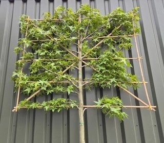 Lei liquidambar ( Amberboom ), Bloeit niet, Leiboom, Ophalen, Volle zon