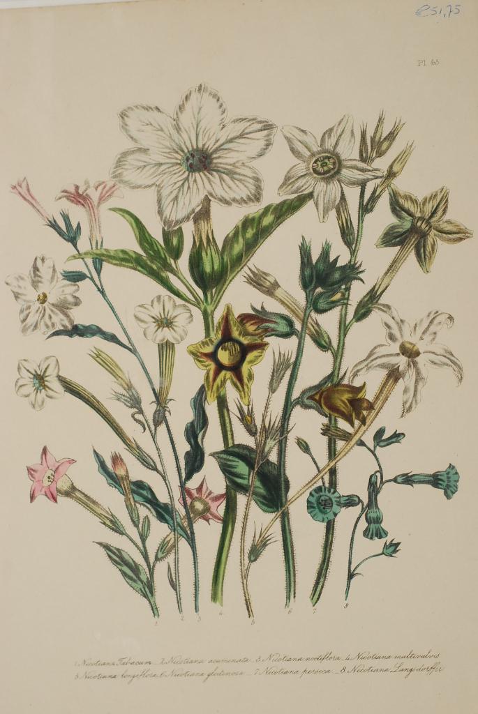 Tabaksplant antieke botanische illustratie Nicotiana soorten, Verzenden, Voor 1940
