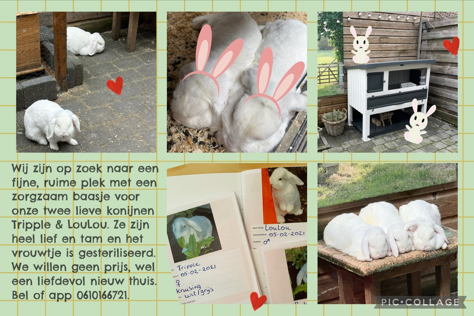 Twee lieve konijnen, Dieren en Toebehoren, Meerdere dieren, Middelgroot, Hangoor, 6 tot 8 jaar