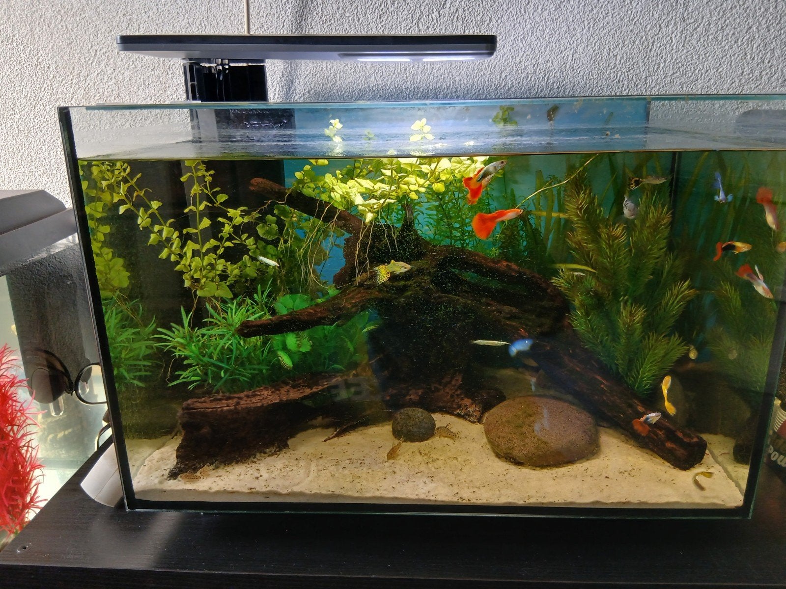 Superfish quadro 70 pro compleet draaiend, Ophalen of Verzenden, Zo goed als nieuw, Gevuld zoetwateraquarium