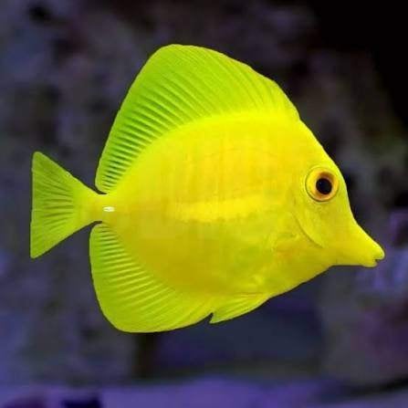 Zebrasoma Flavescens M 225 euro, Vis, Zoutwatervis