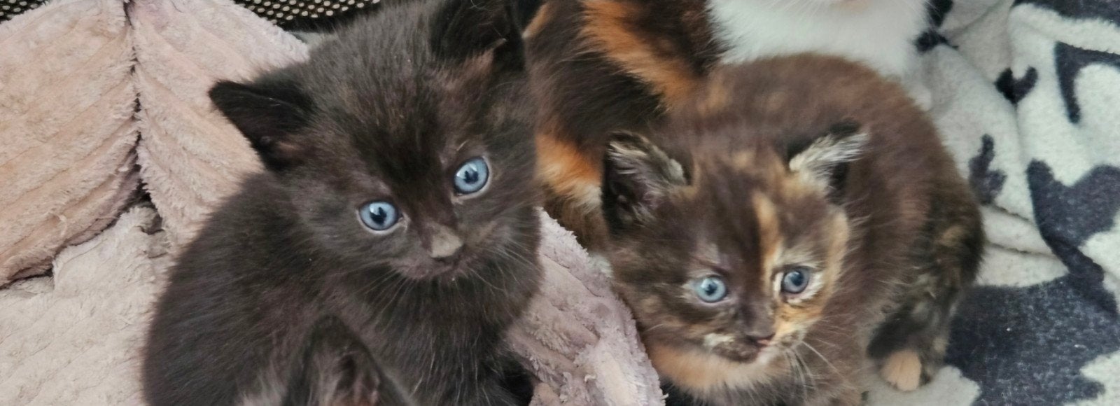 2 tamme kittens 10 wkn mogen uit huis, Meerdere dieren, Ontwormd