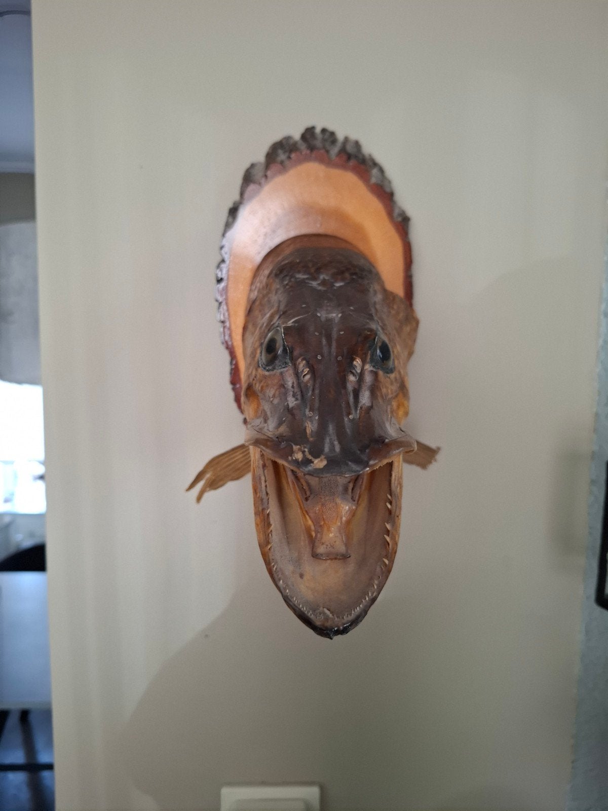 Taxidermie Snoekenkop 25cm, Dieren en Toebehoren, Karper of Koi