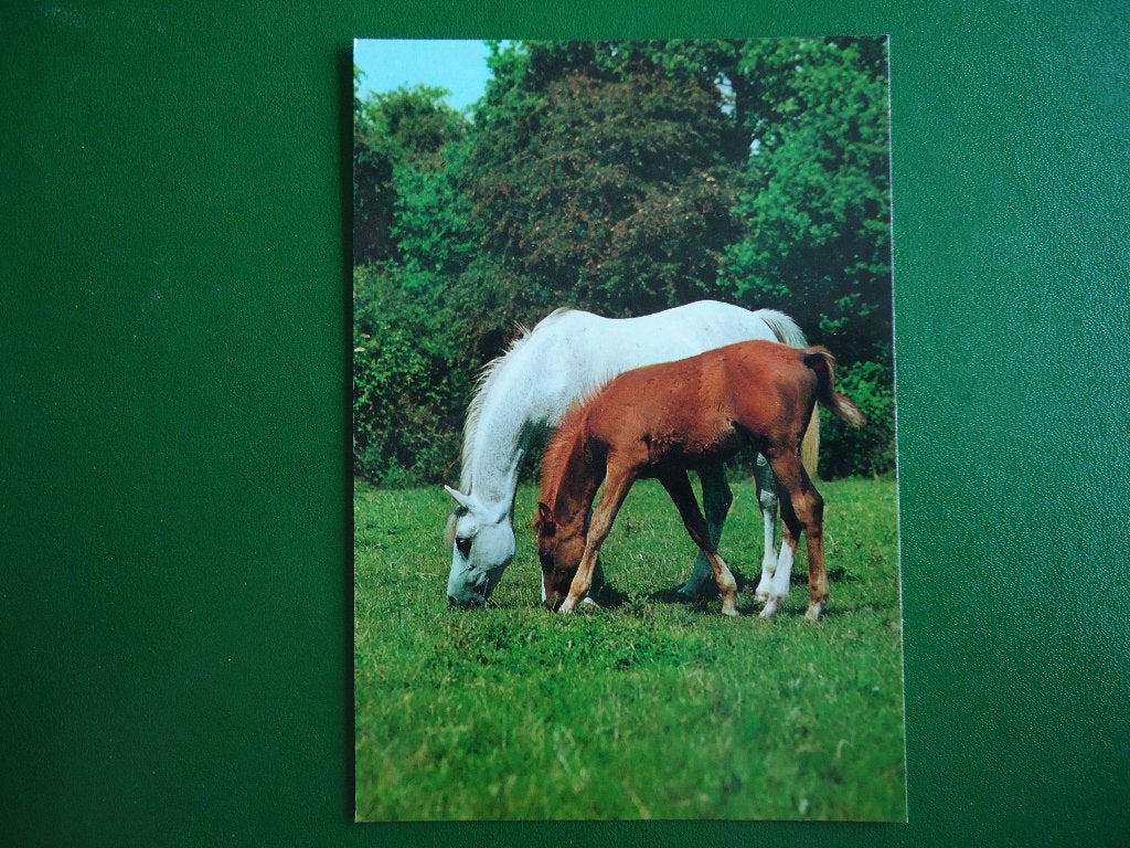 (616) Dierenkaart: PAARDEN, Verzamelen, Verzenden, 1980 tot heden, Ongelopen, Paard