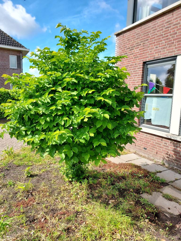 Trompetboom, Tuin en Terras, Planten | Bomen, Overige soorten, 100 tot 250 cm, Halfschaduw, Bloeit niet, Ophalen