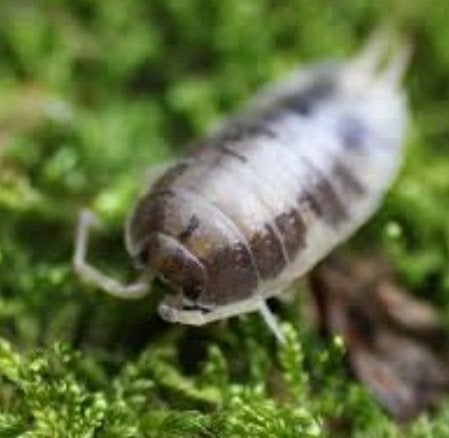 Porcellio leavis milkback, Dieren en Toebehoren