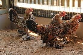 Sabelpoot krielkippen., Dieren en Toebehoren, Vrouwelijk, Kip