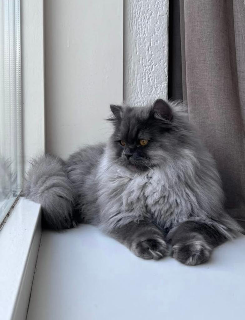 British langhaar kater, Dieren en Toebehoren, Kater