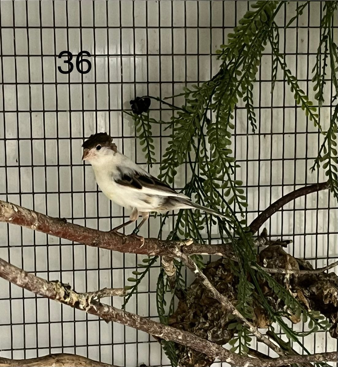 Wit bonte kanarie met kuif, Dieren en Toebehoren, Mannelijk, Postuurkanarie