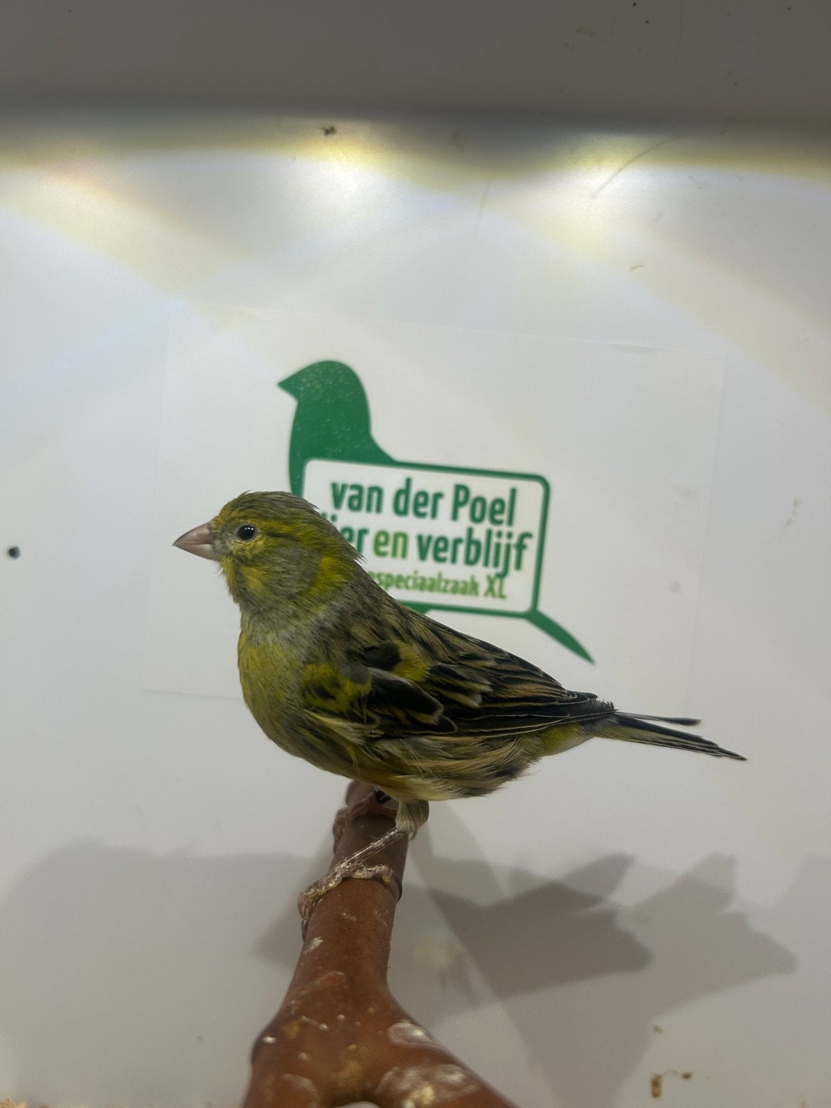 5-5 wilde kanaries, Dieren en Toebehoren, Vogels | Overige Vogels, Meerdere dieren, Wildzangvogel, Geringd