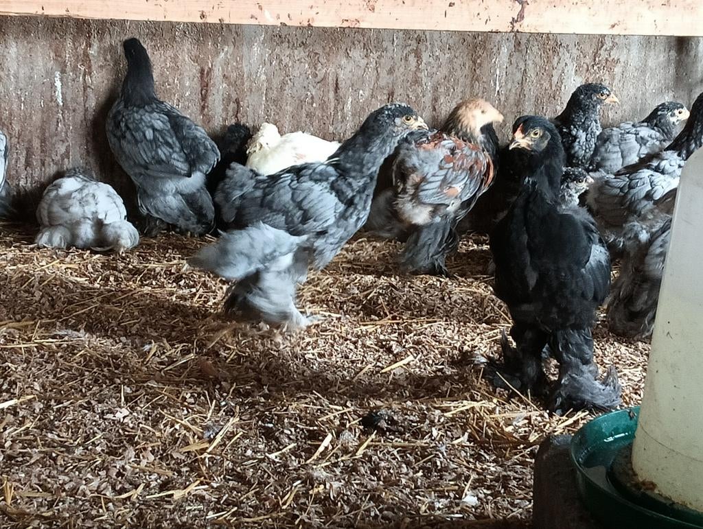 Prachtige grote Brahma kuikens in meerdere kleuren!!, Dieren en Toebehoren, Pluimvee, Geslacht onbekend, Kip