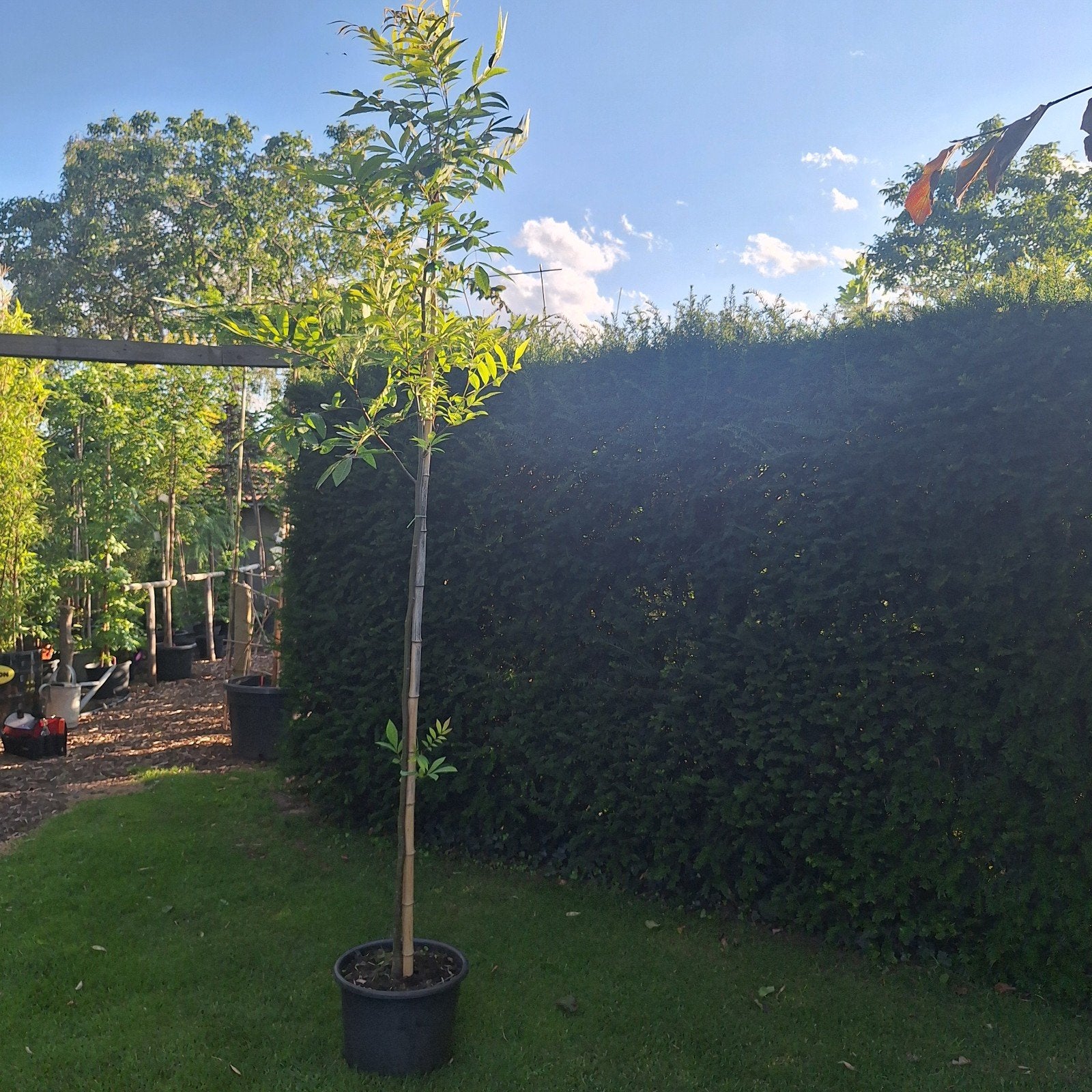 Pistacheboom in pot - Ideaal voor uw tuin, Overige soorten, Lente, 100 tot 250 cm, Ophalen