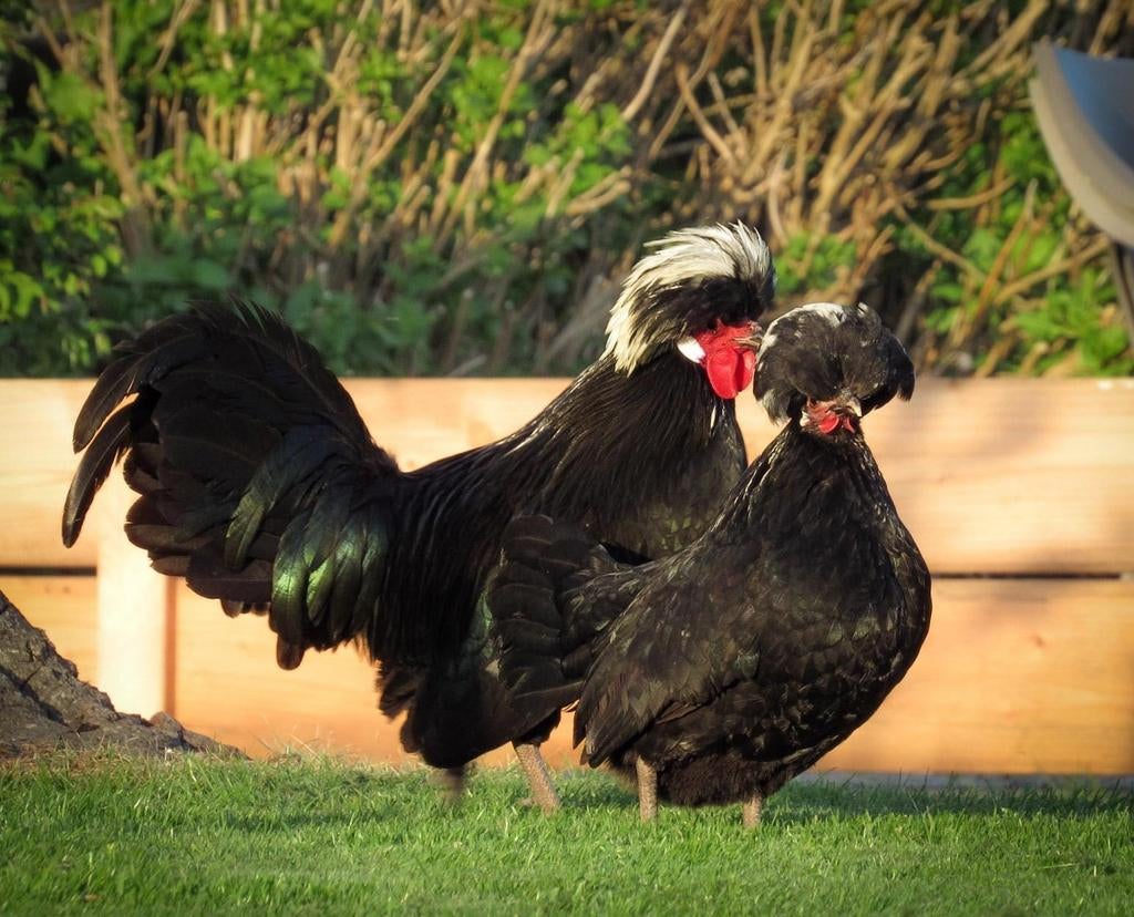 Te koop: broedeieren hollandse kuifhoen, Dieren en Toebehoren, Geslacht onbekend, Kip