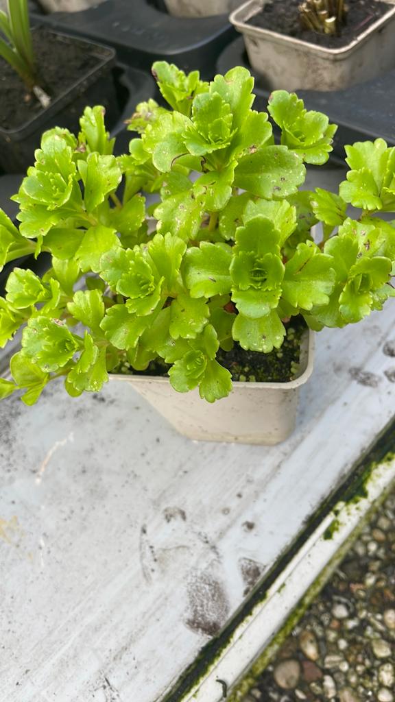 Vetkruid (Sedum) - Bodembedekker voor zon en halfschaduw, Ophalen, Bodembedekkers, Volle zon, Vaste plant