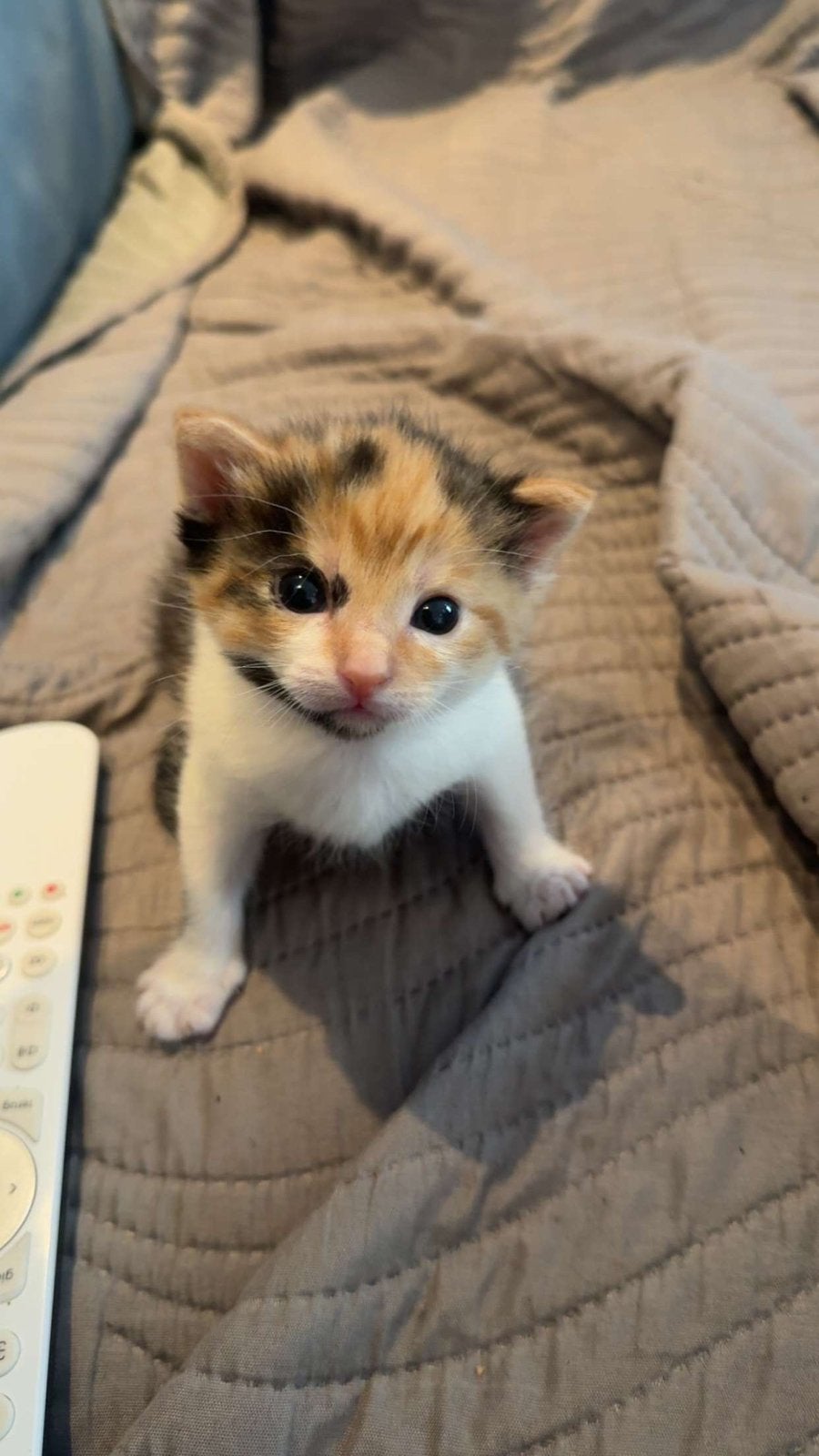 Kitten, Poes