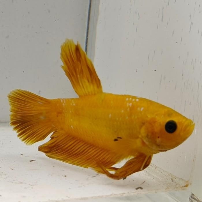 betta splendens man 31, Vis