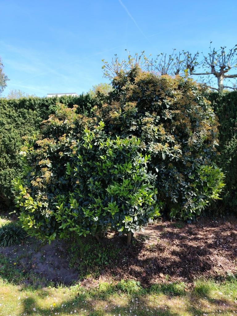 Viburnum tinus L, Sneeuwbal, Ophalen of Verzenden, Winter, Overige soorten, Halfschaduw