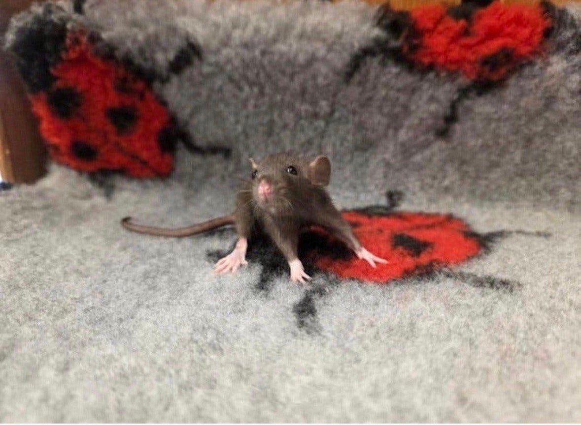 Tamme dwergratten vrouw, Dieren en Toebehoren, Knaagdieren, Rat, April, Vrouwelijk, Tam