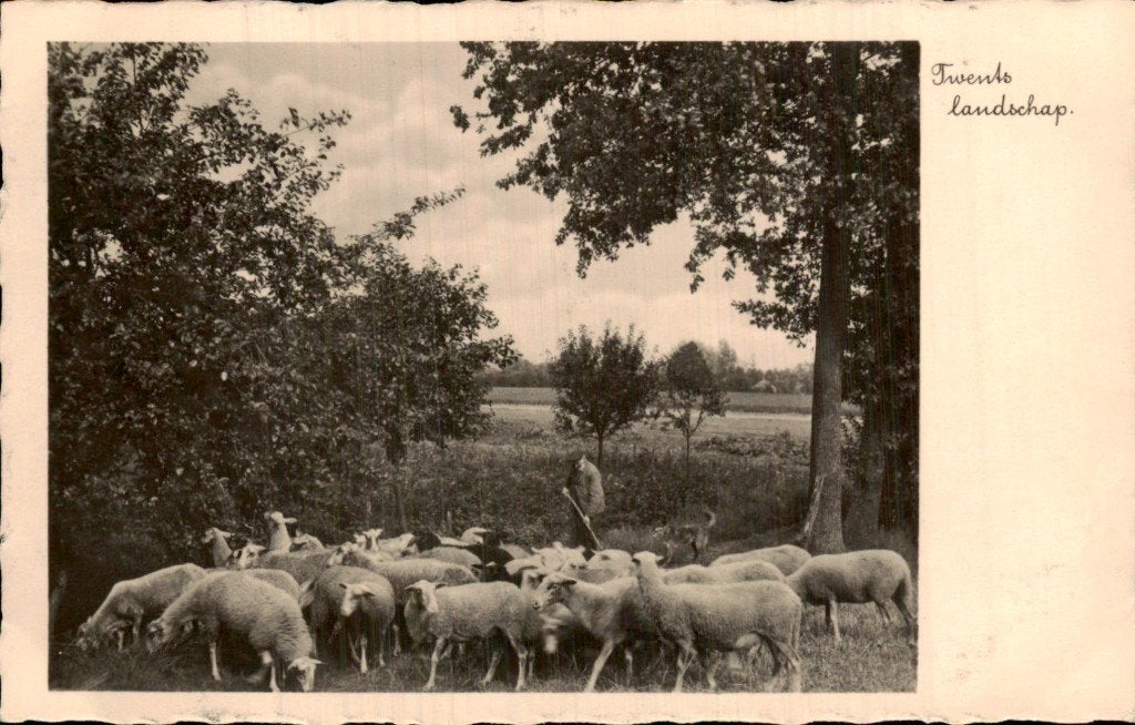 Twents - Landschap - Schaapherder met schapen, Ophalen of Verzenden, 1920 tot 1940, Ongelopen, Overijssel